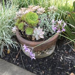 A round Terracotta pot full of various succulent