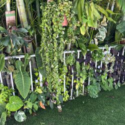 Hoya Carnosa Compacta 