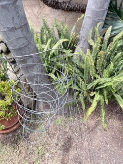 Plant / tomato cages