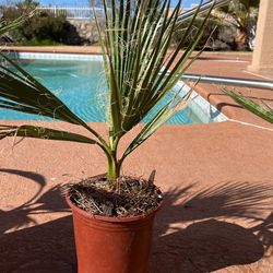 Mexican Palm 