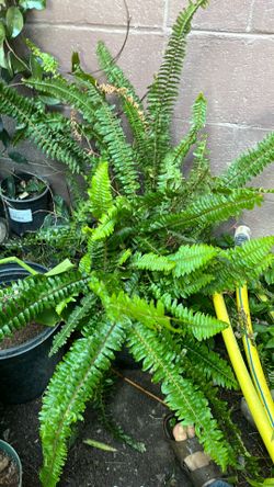 Planta elecho