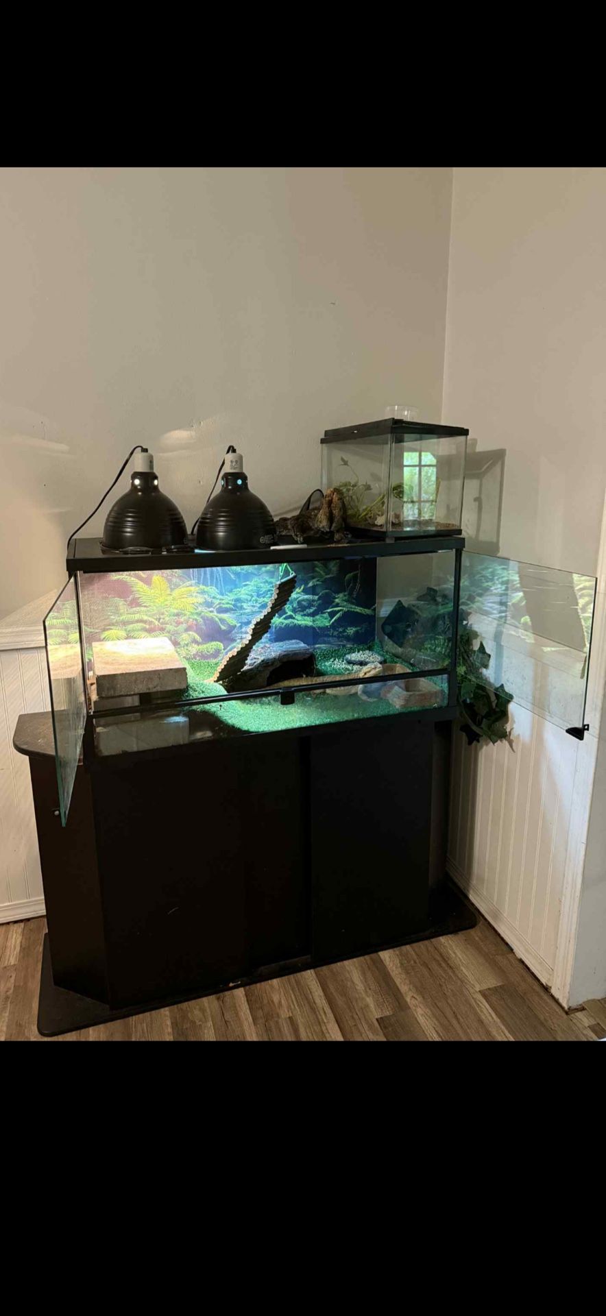 Lizard 40 gallon