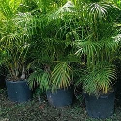 Areca Palms From $85 Delivered And Planted