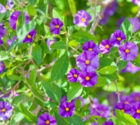 Blue potato bush