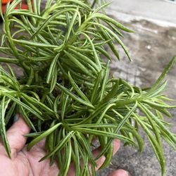 Suculentas In 1 Gallon Containers