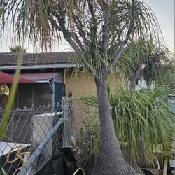 Beaucarnea recurvata 