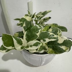 Pothos  N’joy 