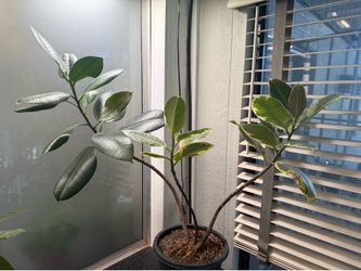 Variegated rubber plant (and free assorted cuttings!)