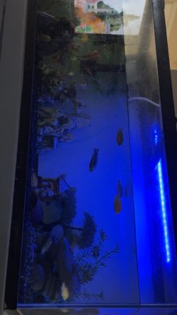 Fish tank 75 gallon