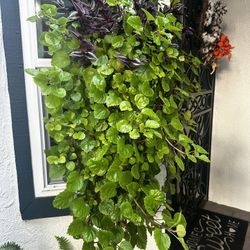 Beautiful Hanging Plant 