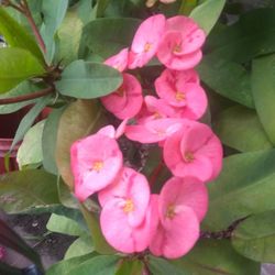 Plantas Naturales