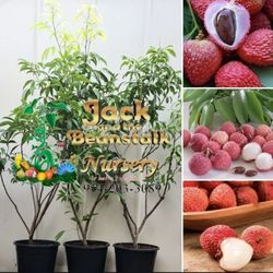 Lychee Airlayered Trees 3gal Arboles De Lychee Injertados 3gal 