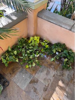 Pothos