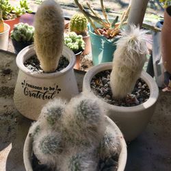 Cactus Plants And More