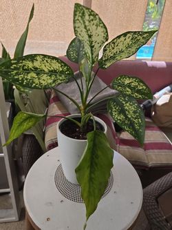 Aglanoema Snowflake