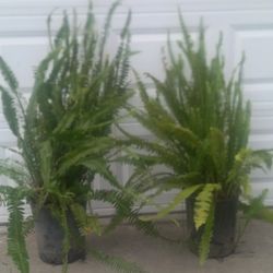 Plantas De Helechos/fern Plants 