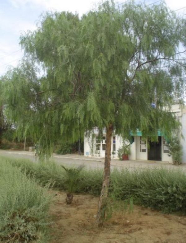 Pirul (pepper tree) for Sale in Phelan, CA OfferUp