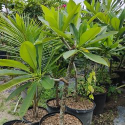 Frangipani Plumeria Trees🌸$85