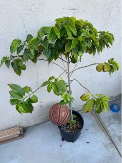 HUGE coffee tree plant