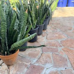 All Indoor Outdoor Plants Snake Plants And Others $20 Each 