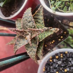 Beautiful Succulent Red Green 