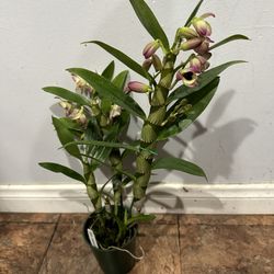 Dendrobium Oriental Smile Butterfly 
