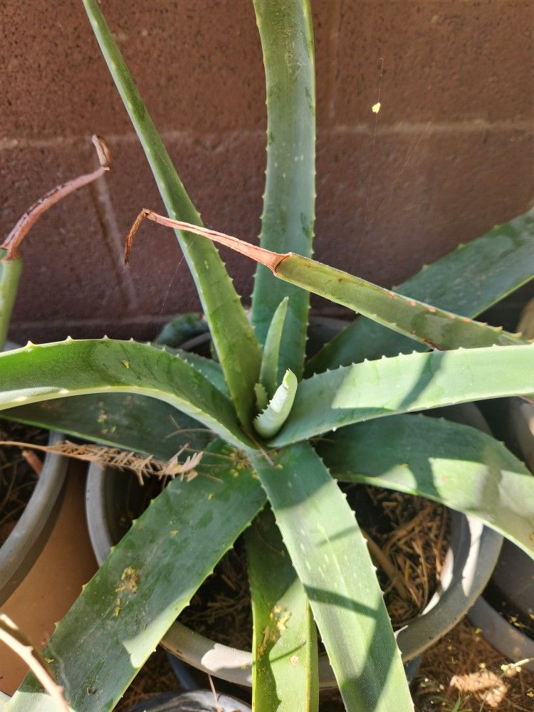 Aloe Vera Plants