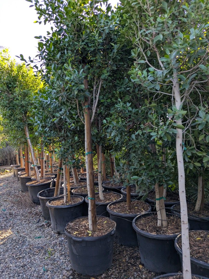 $325 Delivered Standard Trunk Ficus 25gal