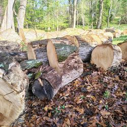FREE  oak firewood/logs (cherrywood) for sale