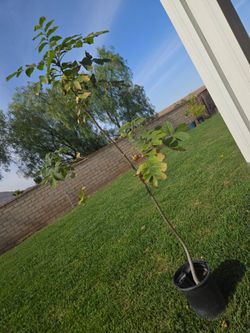 Ash trees