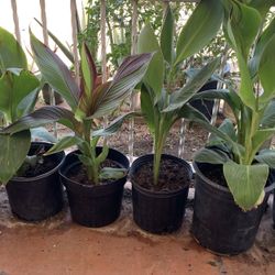 Huge Blowout Sale Clearance On All Plants