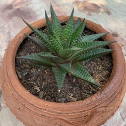 Haworthia aloe succulent in clay pot