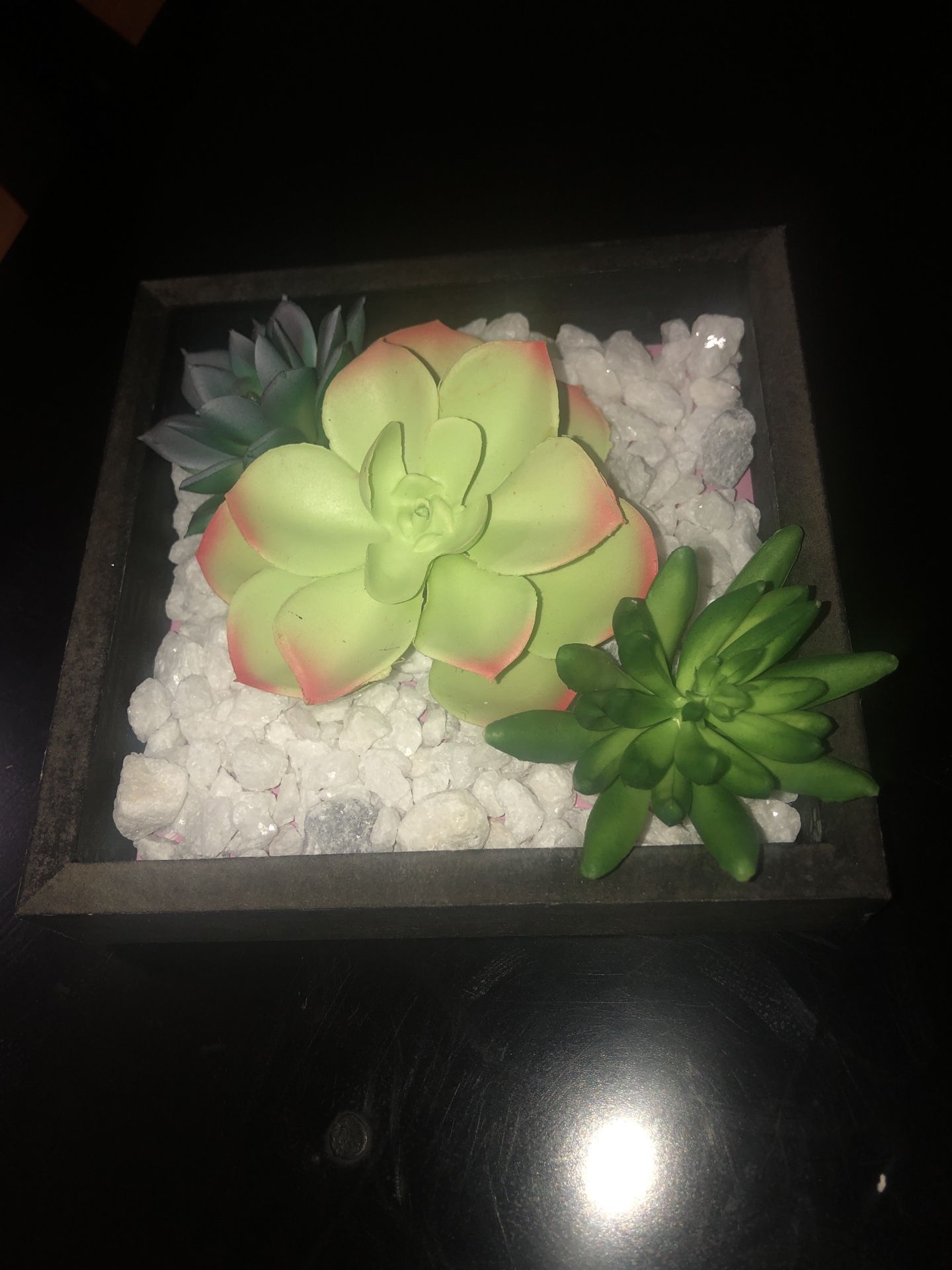 Succulent Decor