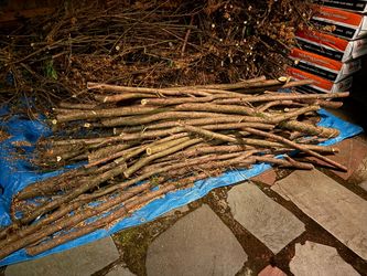 English Yew wood
