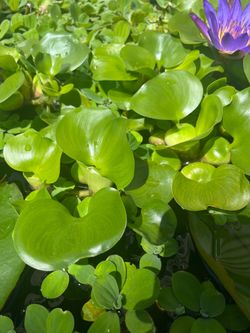 Water hyacinth