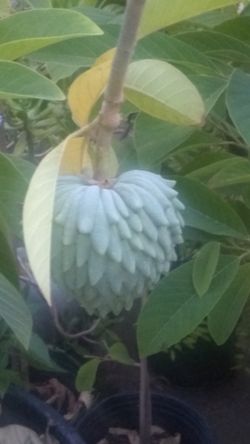 Sugar apple tree