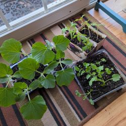 Honey Squash, Tomato and Kale 