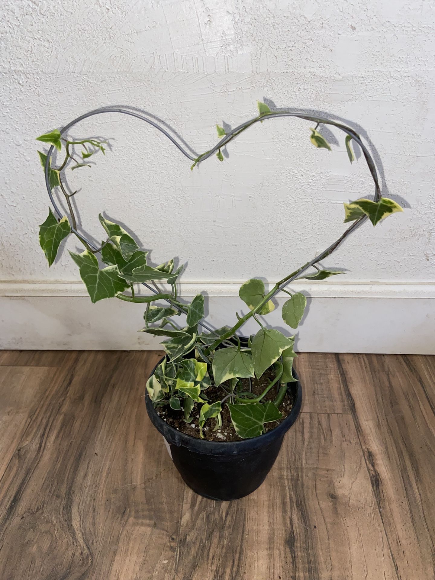 Wax Leaf Ivy (heart Topiary)
