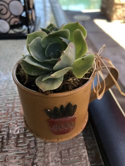 Miniature succulent in 2 1/2 cute little pot