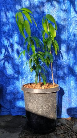 Valencia Pride Mango