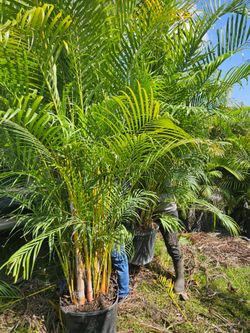 arecas and podocarpus About 8  feet tall over the pot Instant privacy Hedge for fence green full