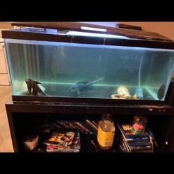 Fish Tank 