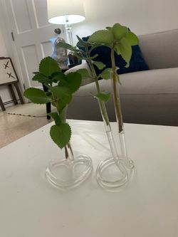VINTAGE Glass Propagation Vases with Heart Base Set