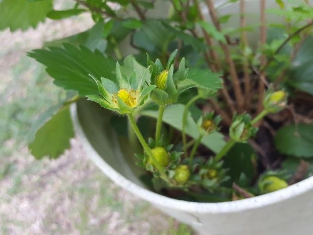 Strawberry plant and Pomegranate tree plant Combo