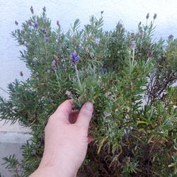 Lavender Plant