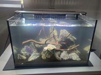 26 cobalt rimless tank