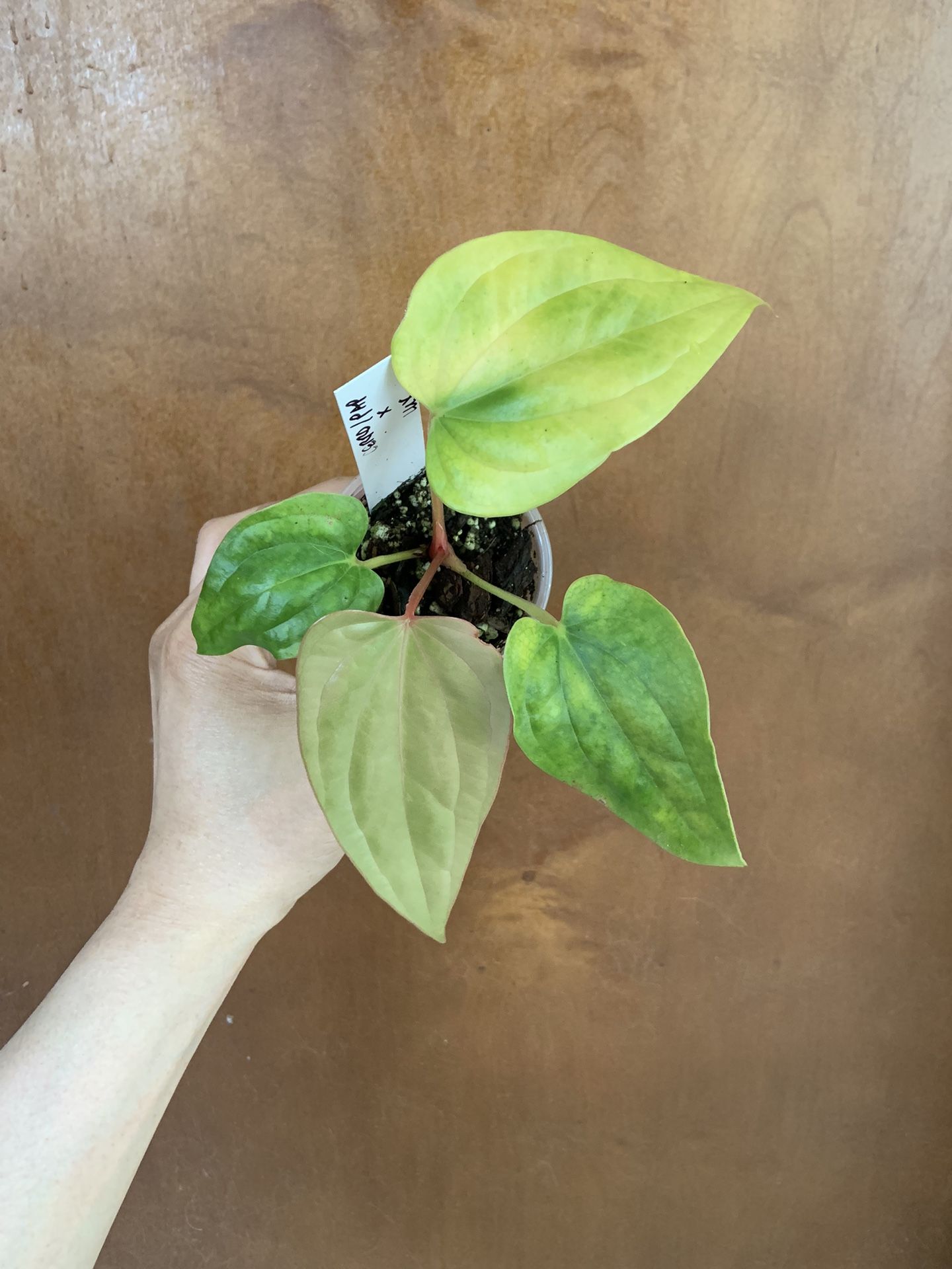 Anthurium Cerrocampanense x Pap X Luxurians