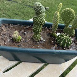 Variety Cactus Display 