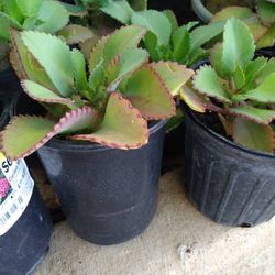 Kalanchoe O Madre De Mil En Maseta De Galón 7