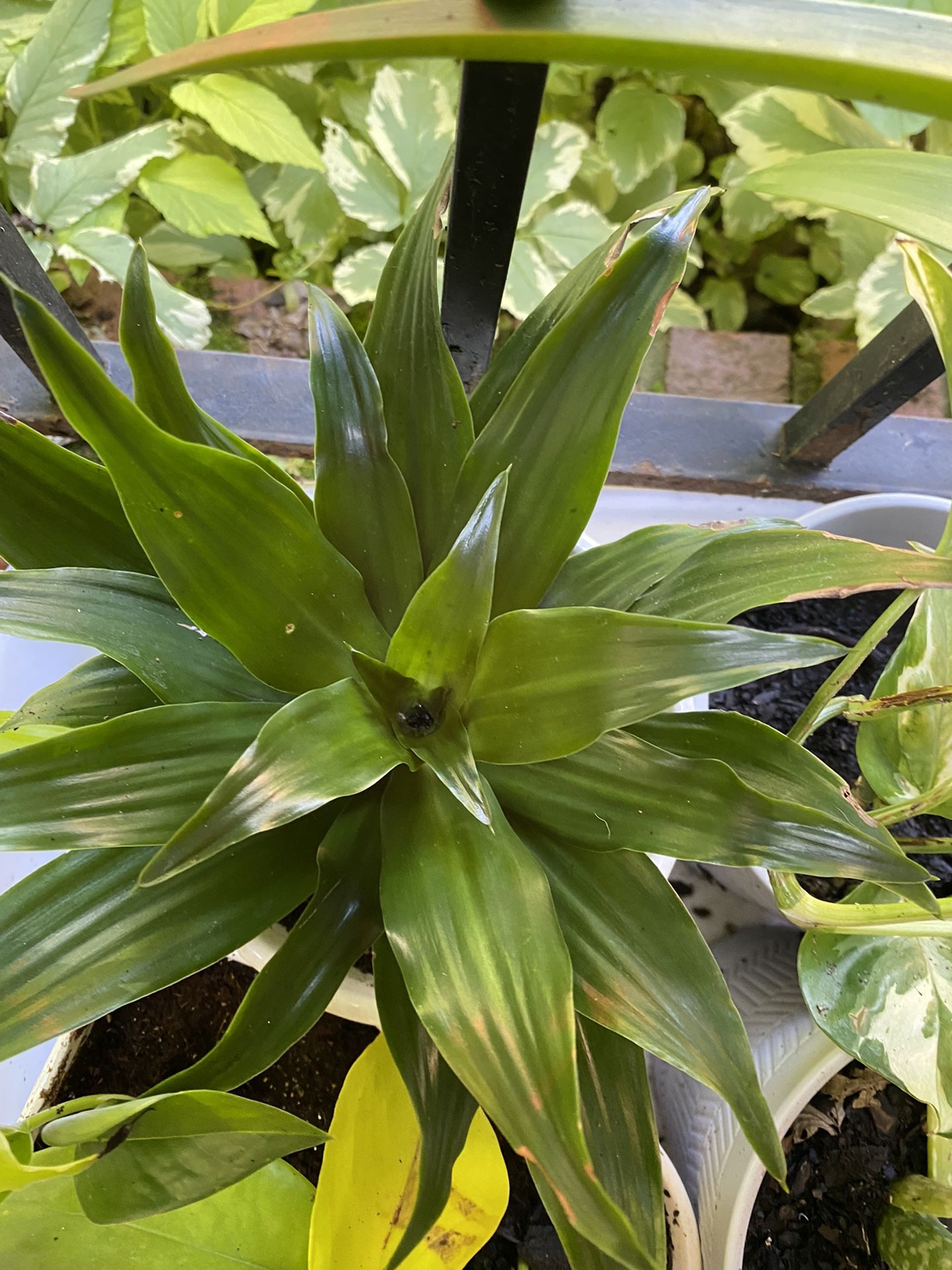 Lush Air-purifying Plants In Decorative Ceramic Pots